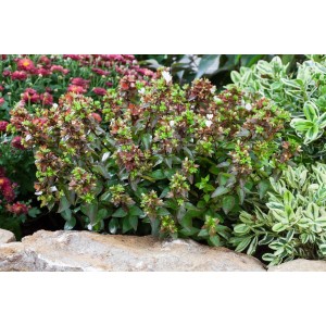 Abelia Grandiflora Glanzmispel, 40–60 cm, mit grünen Blättern und zarten Blüten im Gartenbeet.