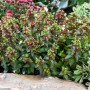 Abelia Grandiflora Glanzmispel, 40–60 cm, mit grünen Blättern und zarten Blüten im Gartenbeet.