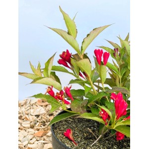 Baumfink Weigelie All Summer Red als Topfpflanze 30-40cm