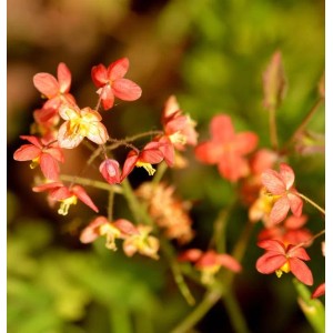 Nahaufnahme der Elfenblume Kupfer (Epimedium warleyense) mit zarten, kupferfarbenen Blüten.