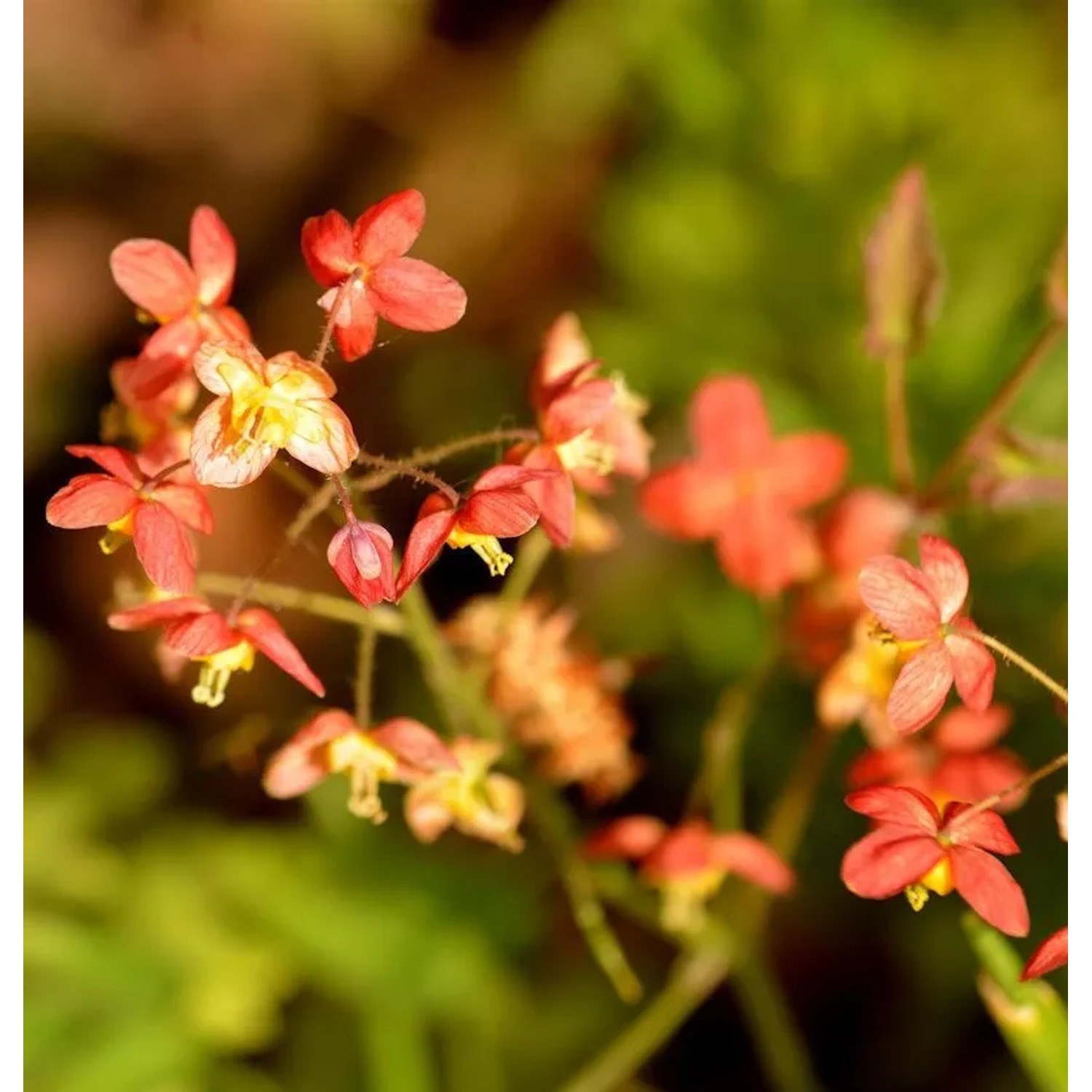 Elfenblume Kupfer - Epimedium warleyense