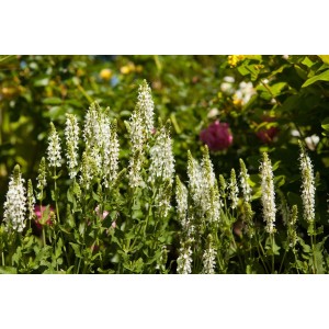 Steppen-Salbei 'Schneehügel' mit weißen Blütenständen im Gartenbeet.