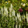 Steppen-Salbei 'Schneehügel' mit weißen Blütenständen im Gartenbeet.