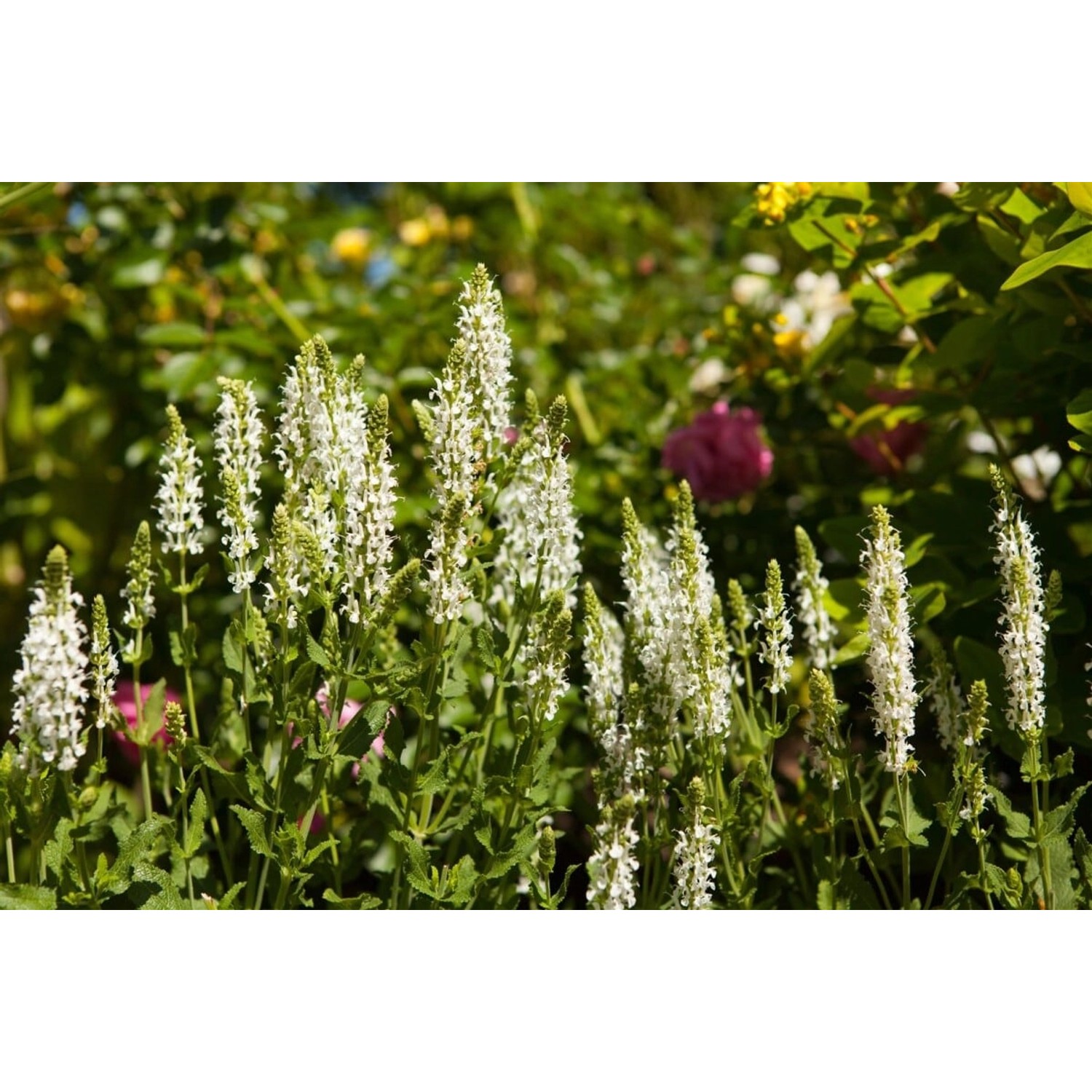 Salvia Nemorosa Schneehügel Steppen-Salbei Ca. 9x9 cm Topf günstig online kaufen
