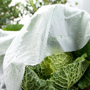 Transparente Windhager Frühbeetfolie Supergrow (135x500cm) über Gemüsebeet, schützt vor Unkraut.