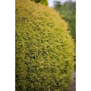 Goldgelbe Thuja 'Rheingold' Heckenpflanze, 60-70 cm hoch, buschig wachsend.