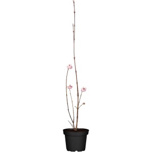 Winterschneeball 'Dawn' im Topf, ca. 30-50 cm hoch, mit zartrosa Blüten.