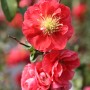 Nahaufnahme der pinkfarbenen Blüten der Chinesischen Zierquitte Pink Storm im Garten.