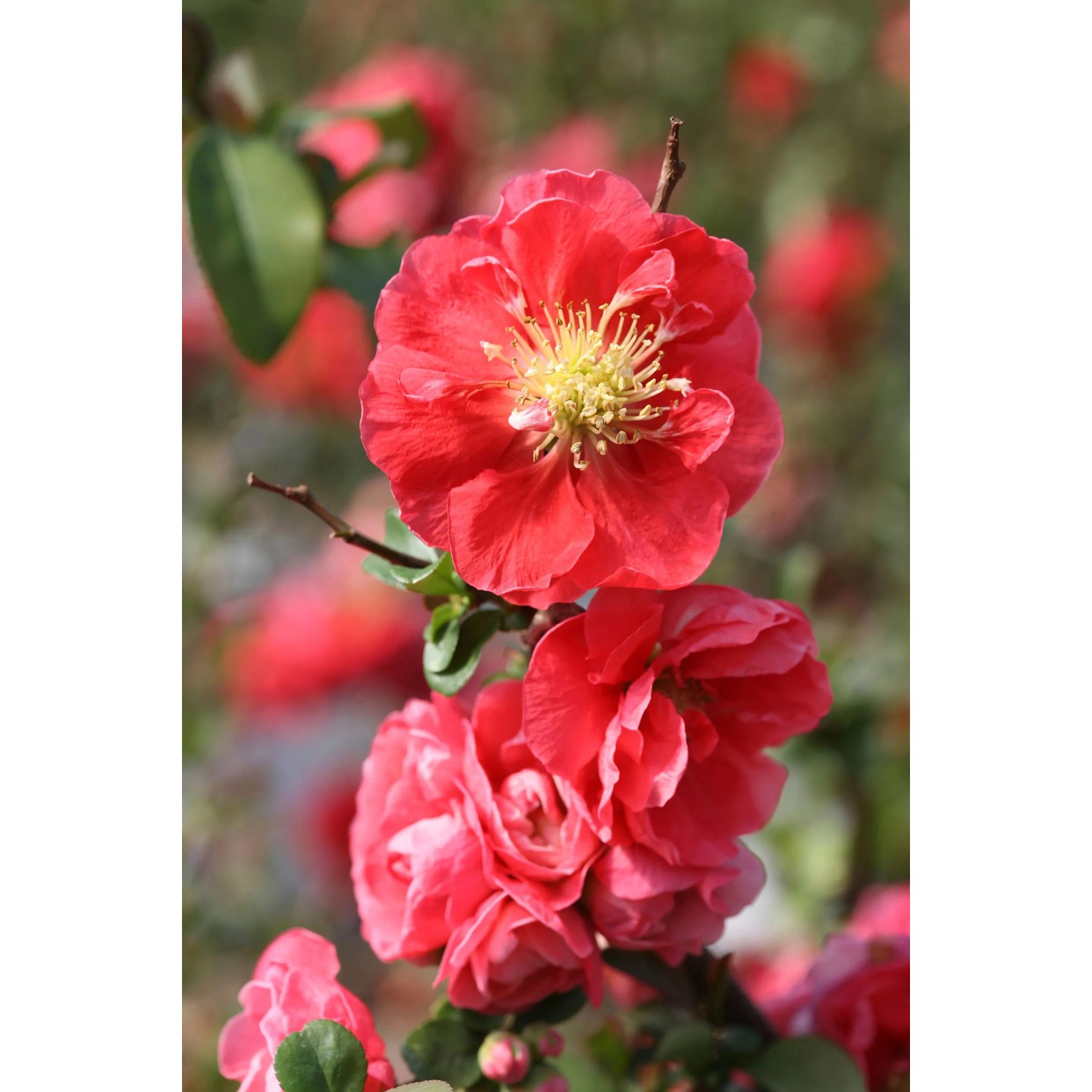Nahaufnahme der pinkfarbenen Blüten der Chinesischen Zierquitte Pink Storm im Garten.