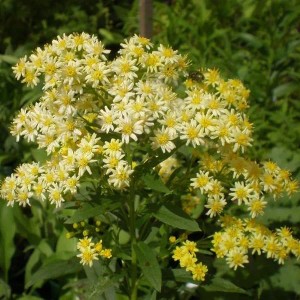 6 x Solidaster 'Lemore' Solidaster luteus Topf 9cm Beetrandpflanze