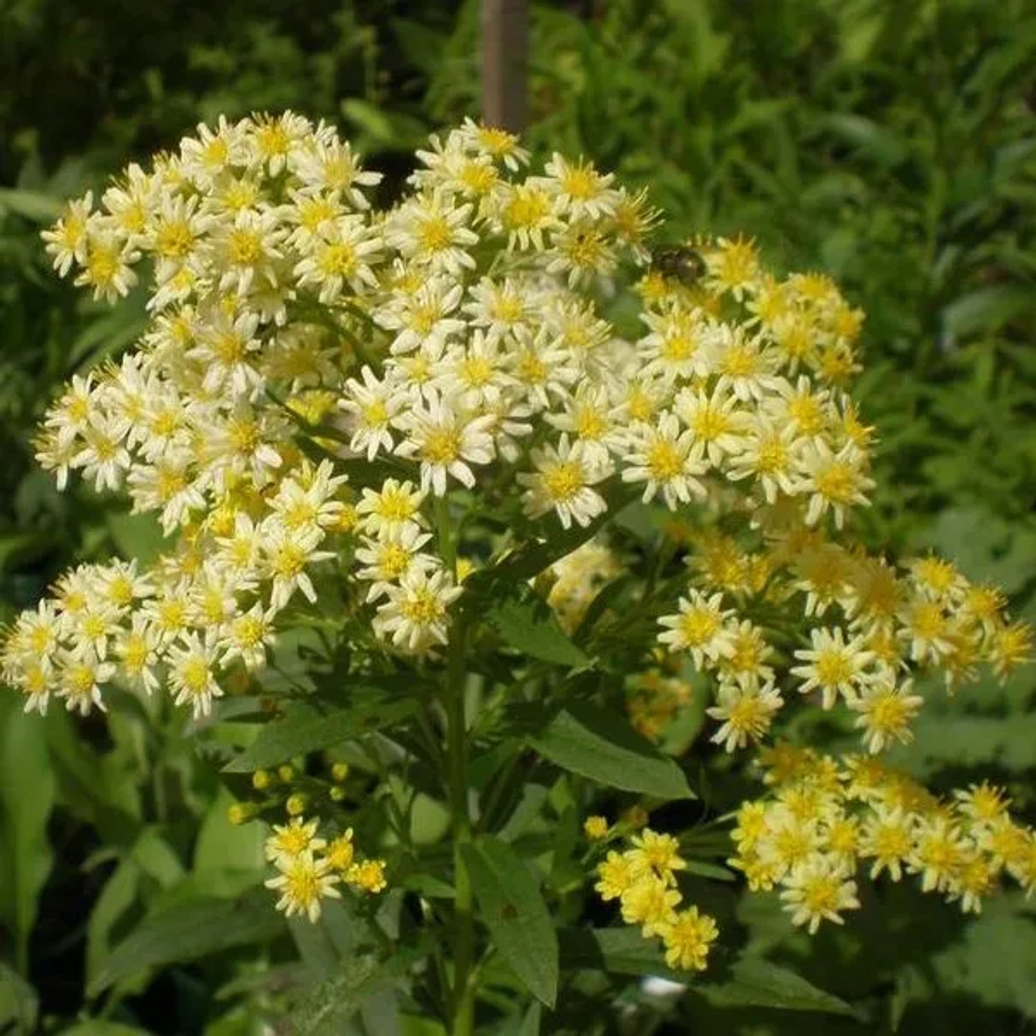 6 x Solidaster 'Lemore' Solidaster,uteus Topf 9cm Beetrandpflanze