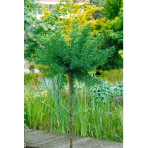 Europäische Lärche 'Kornik' als Hausbaum mit Stamm, ca. 80-100cm hoch.