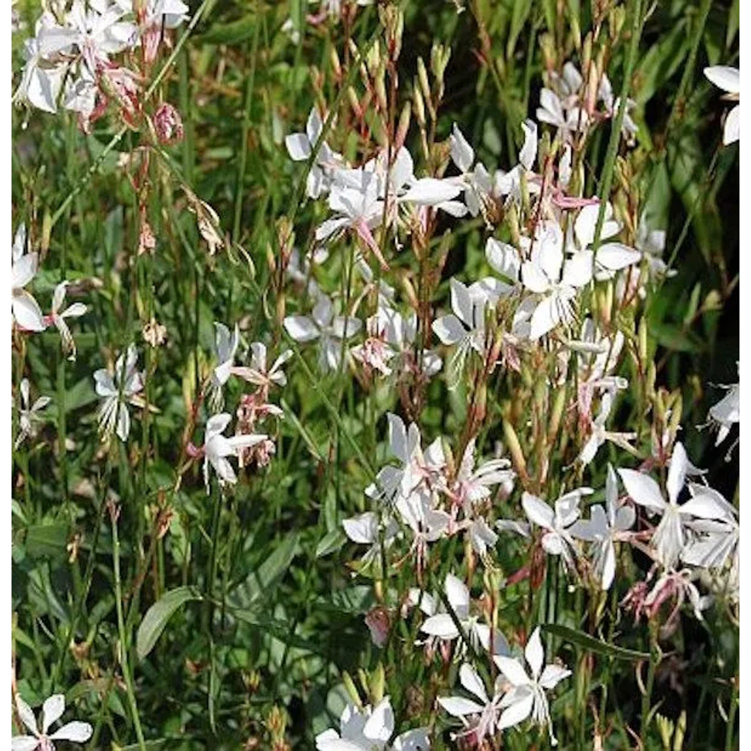 Prachtkerze - Gaura,indheimeri