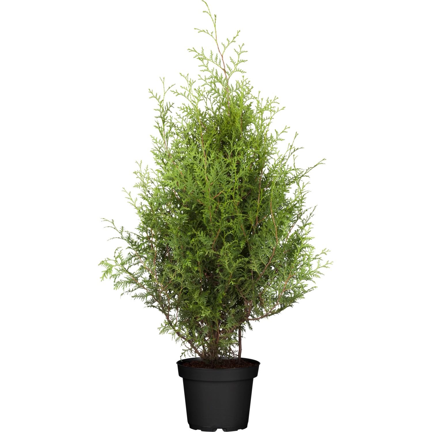 Lebensbaum Brabant Höhe ca. 40 - 60 cm Topf ca. 2 l Thuja