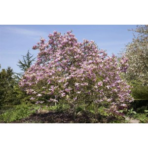 Blühende Magnolia 'Galaxy' mit rosa Blüten im Garten.