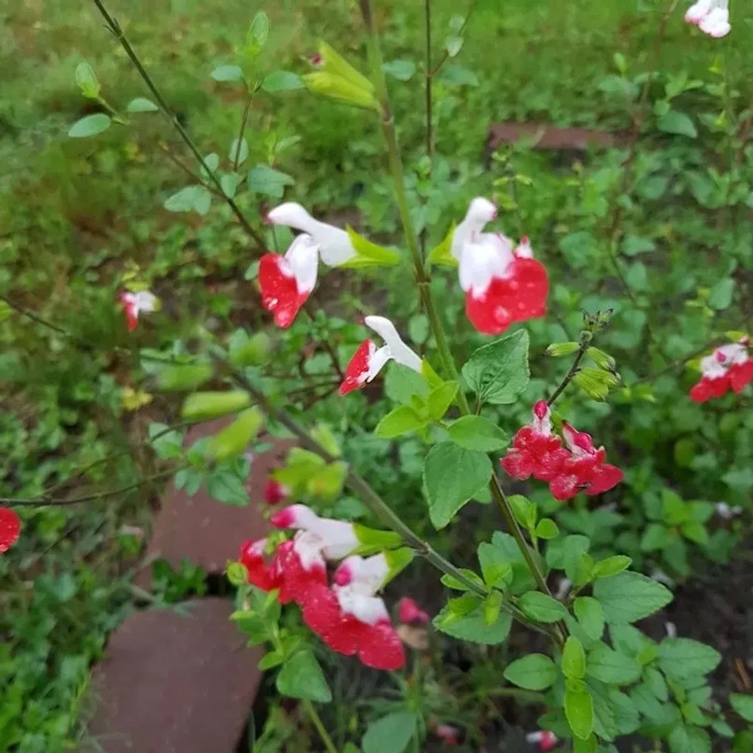 Pfirsich Salbei Hot Lips - Salvia greggii