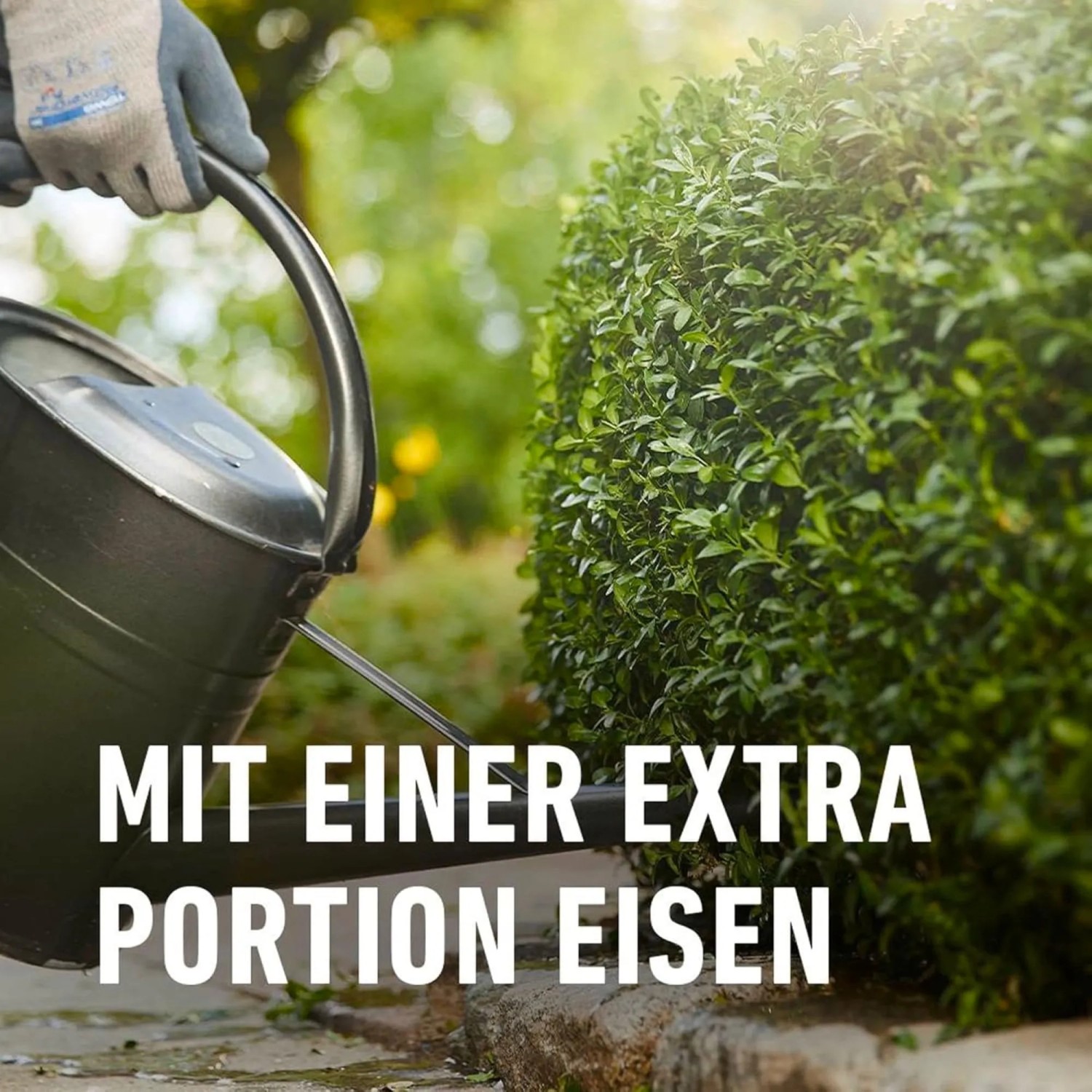 Hand gießt grünen Buchsbaum mit Compo Buchsbaumdünger. Fördert dichten, tiefgrünen Wuchs mit extra Eisen.