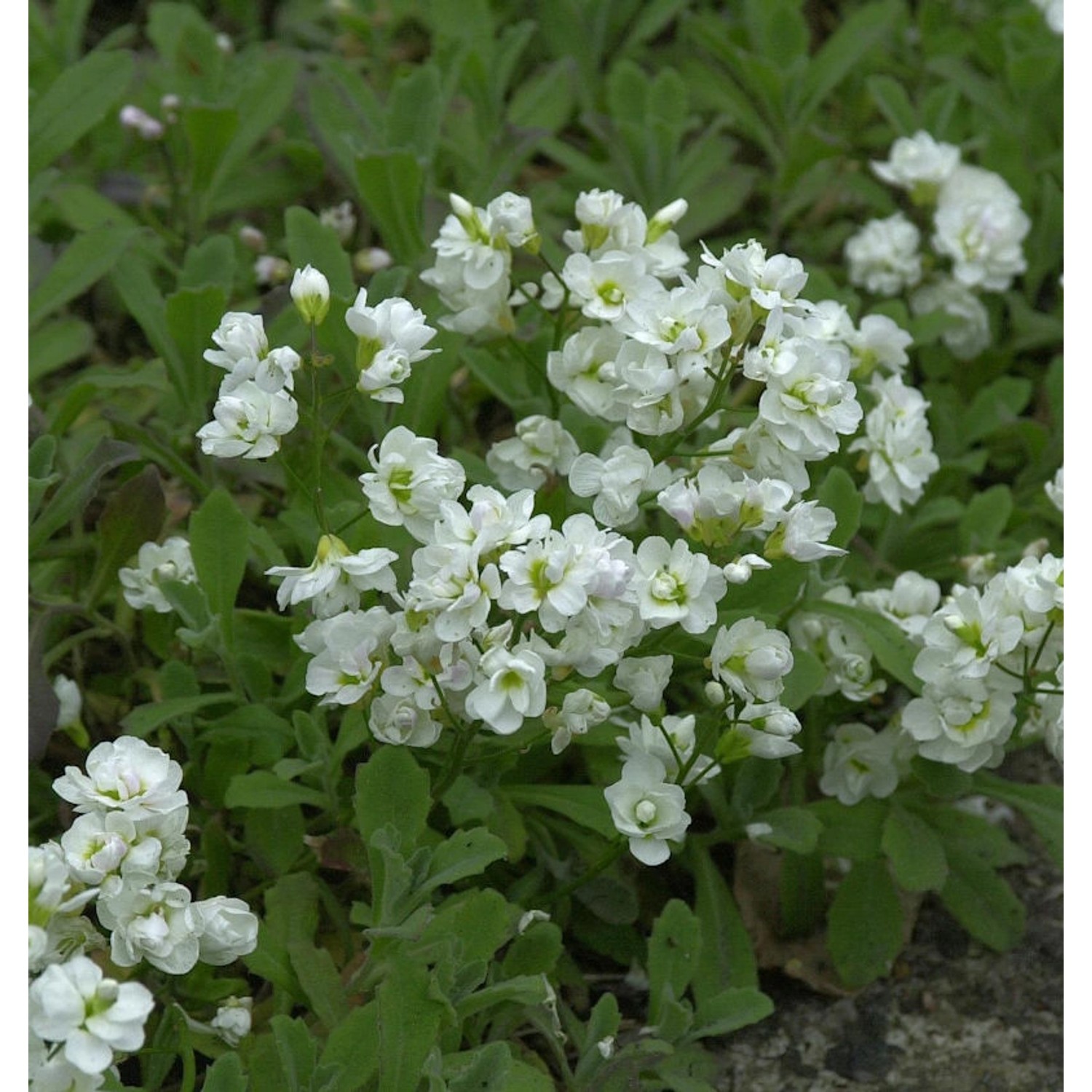 Gänsekresse Plena - Arabis caucasica günstig online kaufen