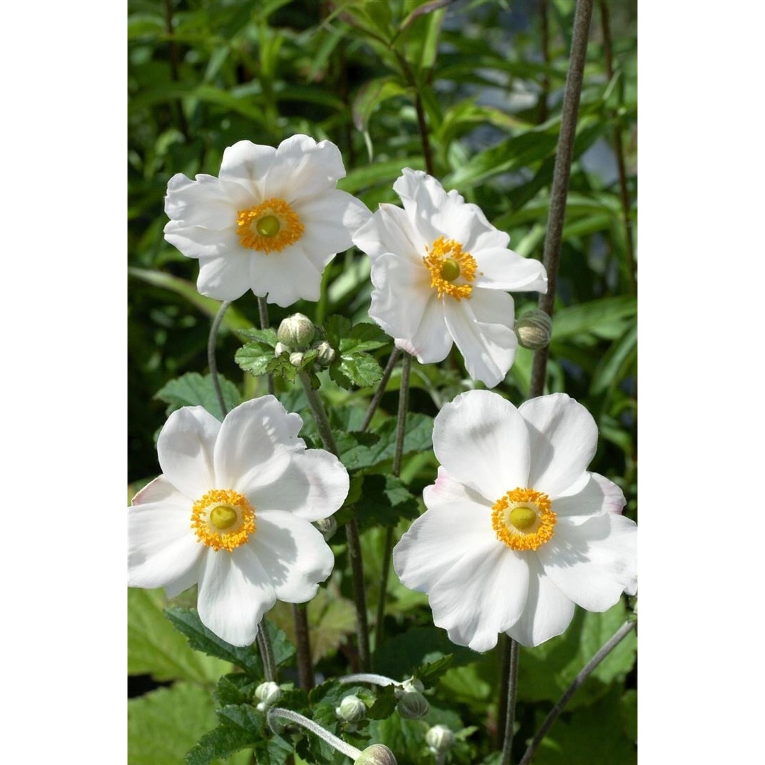 Anemone Japonica Andrea Atkinson Herbstanemone Ca. 9x9 cm Topf günstig online kaufen