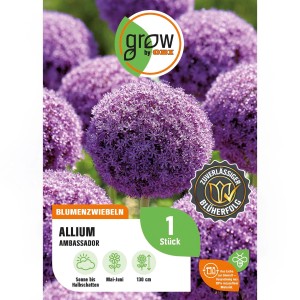 Zierlauch Ambassador, purpurfarbene Allium Blumenzwiebel, ca. 130cm hoch.