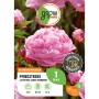 Rosa GROW by OBI Pfingstrose Sarah Bernhardt, ca. 80cm hoch.