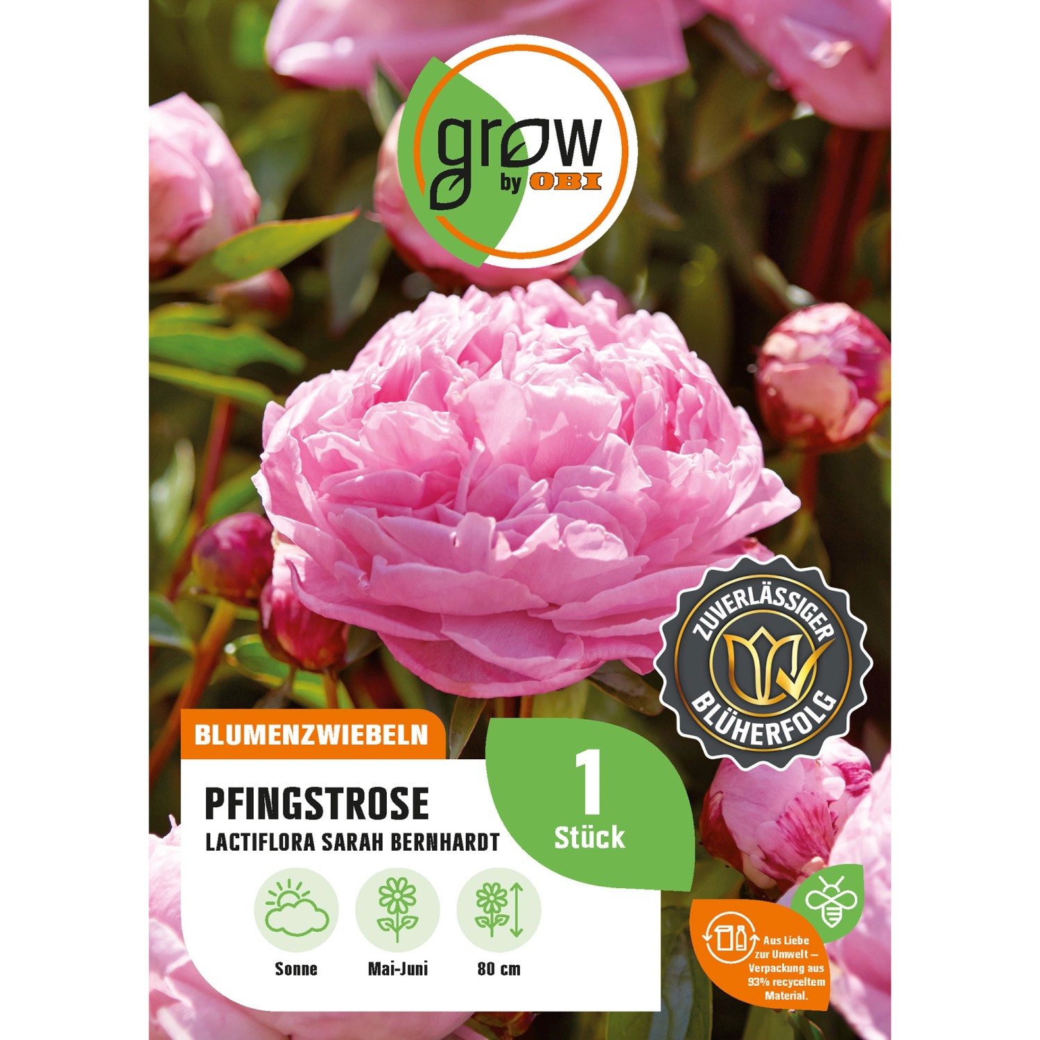 GROW by OBI Pfingstrose Sarah Bernhardt Höhe ca. 80 cm Paeonia lactiflora günstig online kaufen