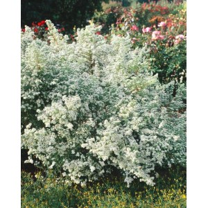 Herzblatt-Aster 'Silver Spray' im Topf, üppig mit kleinen, weißen Blüten bedeckt.