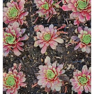 Nahaufnahme von Hauswurz Turmalin (Sempervivum cultorum) mit rosafarbenen Blättern und grüner Mitte.