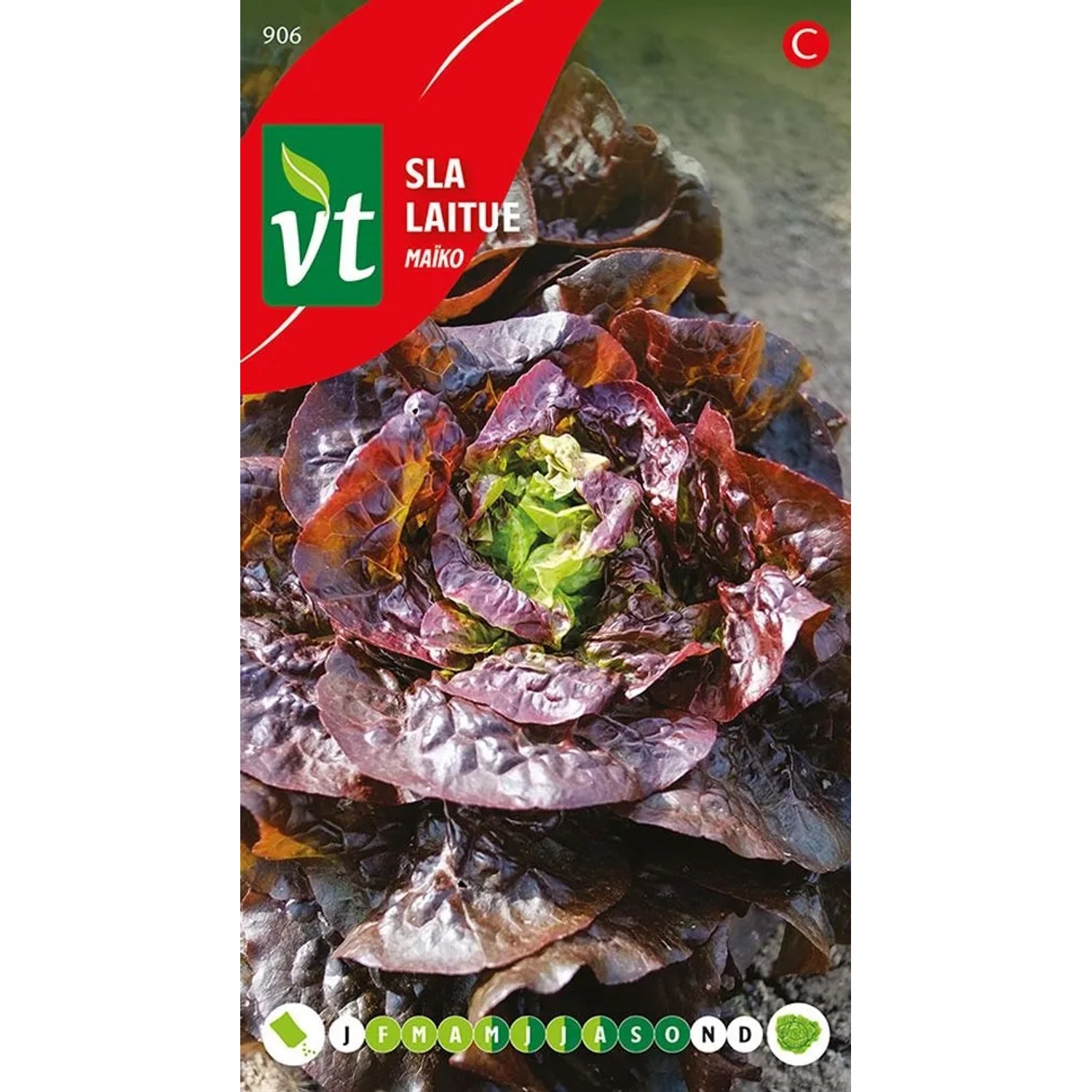 Kopfsalat 'Maiko' Saatgut ca. 0,3 g Zart