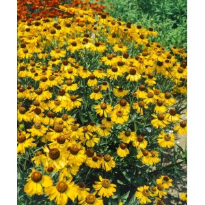 Goldgelbe Helenium Bigelovii 'The Bishop' Sonnenbraut im Beet, ca. 11x11 cm Topf.