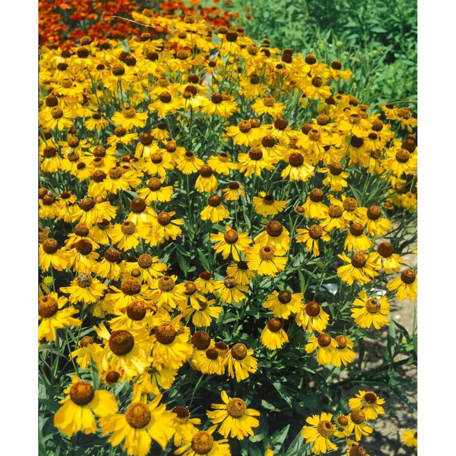 Helenium Bigelovii The Bishop Sonnenbraut Ca. 11x11 cm Topf günstig online kaufen