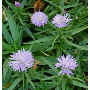 Kissenaster Zwergenhimmel (Aster dumosus) mit lila Blüten im Detail.