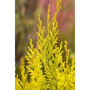 Goldgelbe Chamaecyparis lawsoniana 'Erecta Aurea' Heckenpflanze, Detailaufnahme der Nadeln.