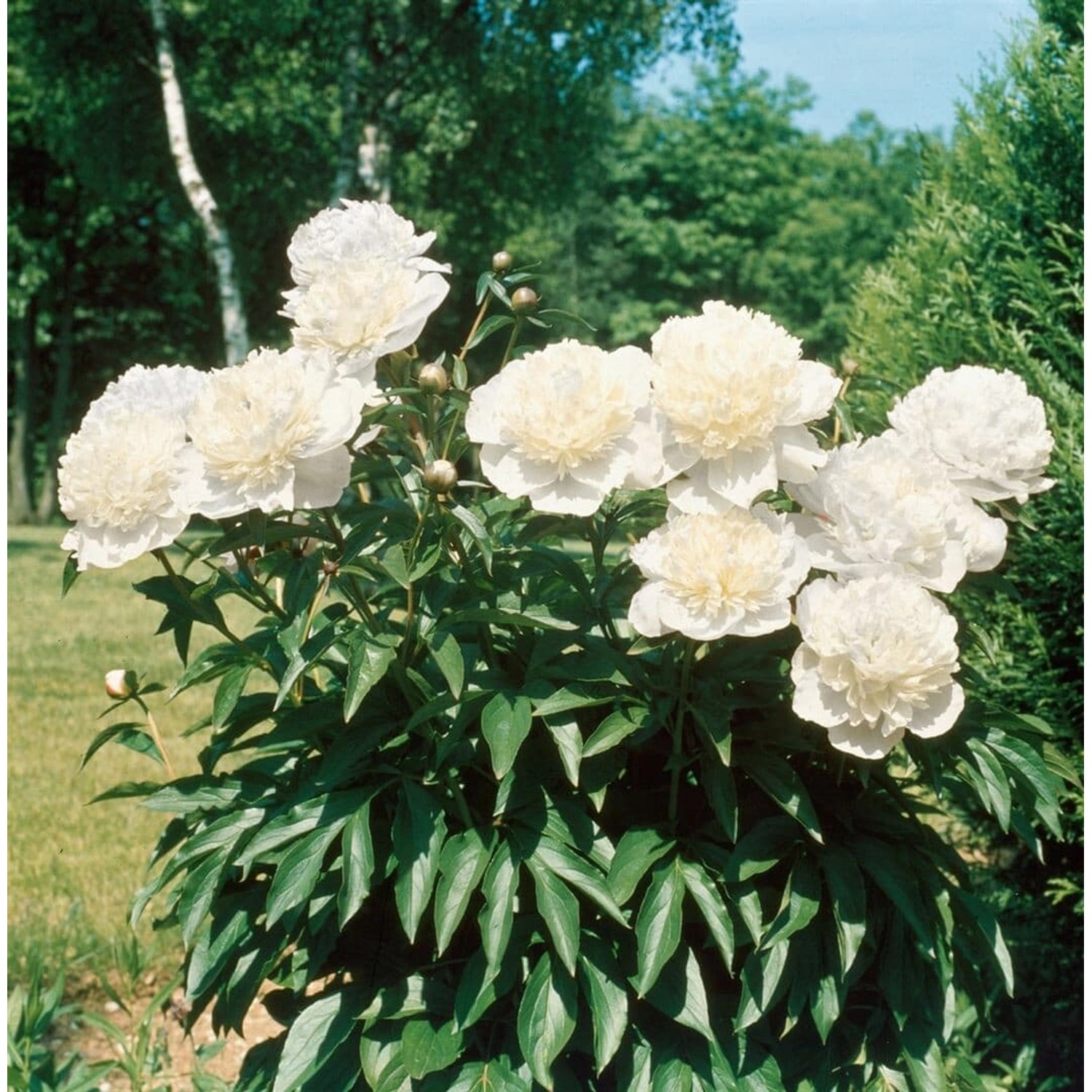 Paeonia Officinalis Pfingstrose Alba Plena 2-3 Liter Container günstig online kaufen
