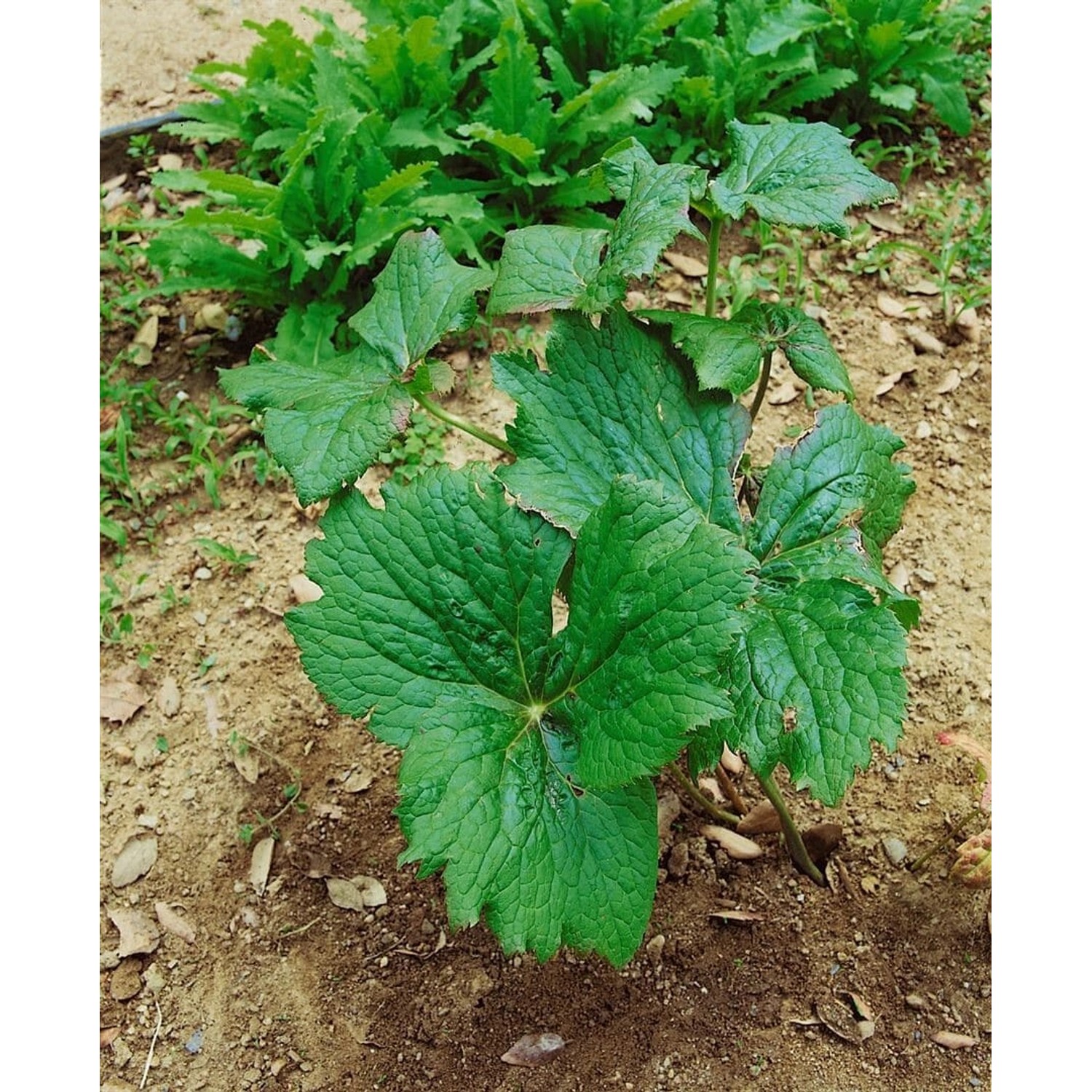 Podophyllum Peltatum Maiapfel Ca. 11x11 cm Topf günstig online kaufen