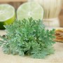 Artemisia Absinthium Wermut Pflanze im 9x9 cm Topf, silbrig-grüne Blätter, mit Limetten und Zitrone