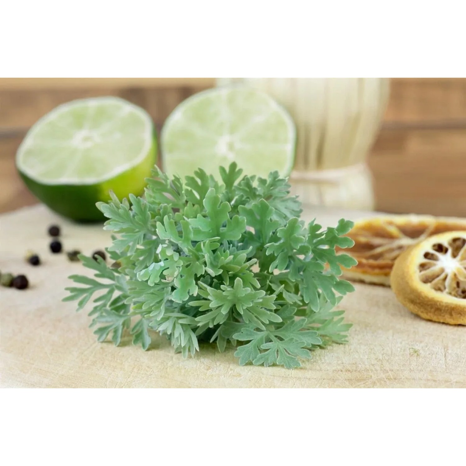 Artemisia Absinthium Wermut Pflanze im 9x9 cm Topf, silbrig-grüne Blätter, mit Limetten und Zitrone