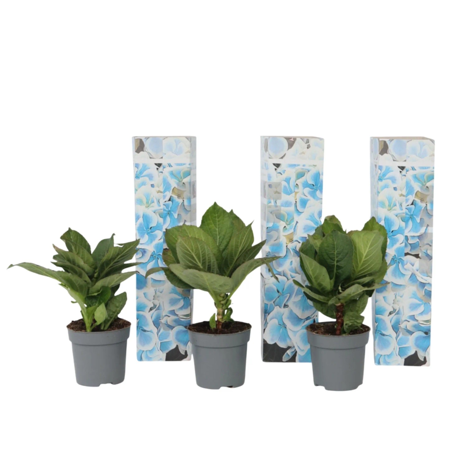 Plant In A Box Hortensien X3 Hydrangea 'Bavaria' Höhe 25cm Ø9 Blau