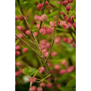 Detailaufnahme des Euonymus Phellomanus Spindelstrauchs mit rosa Früchten.