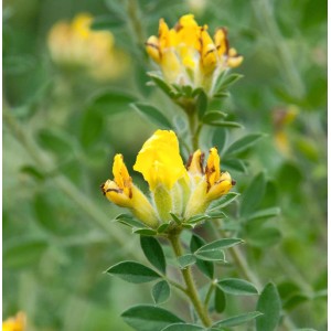 Gelbe Blüten des Alpen Ginsters (Cytisus falcatus), Nahaufnahme.