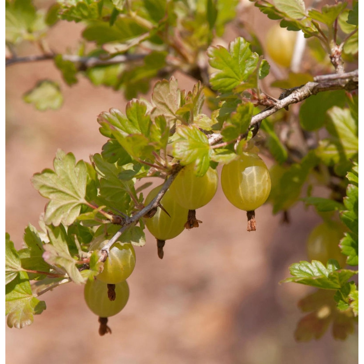 Hochstamm Stachelbeere rot 80-100cm - Ribes uva-crispa günstig online kaufen