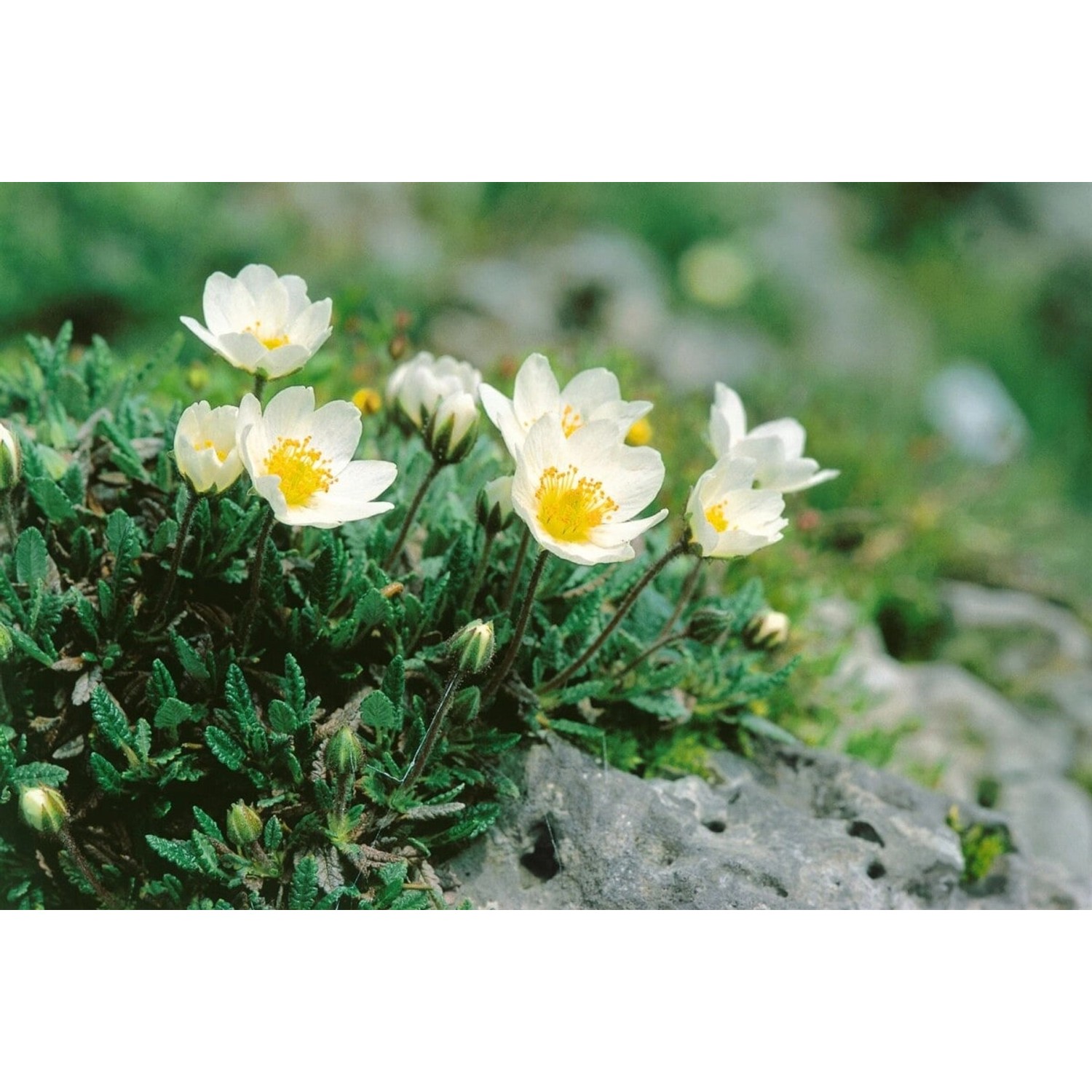 Dryas Octopetala Silberwurz Immergrün Ca. 9x9 cm Topf günstig online kaufen