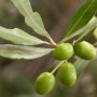 Nahaufnahme: Olivenbaum-Zweig mit grünen Oliven. Mediterranes Flair für Garten und Balkon.