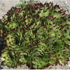Rosettenförmiger Sempervivum 'Reinhard' Hauswurz im 9x9 cm Topf. Grüne Blätter mit roten Spitzen.