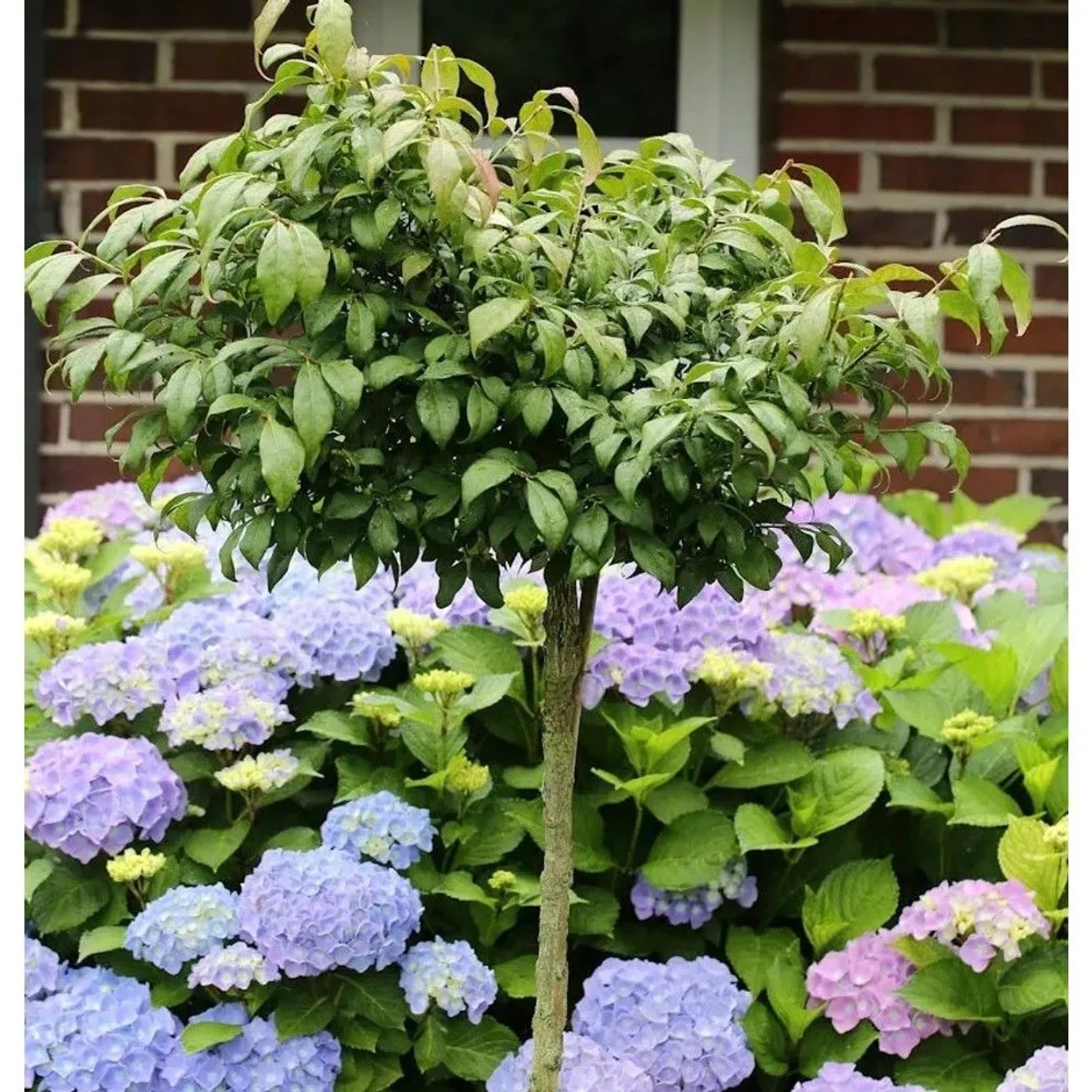 Hochstamm Korkflügelstrauch Compactus 80-100cm - Euonymus alatus