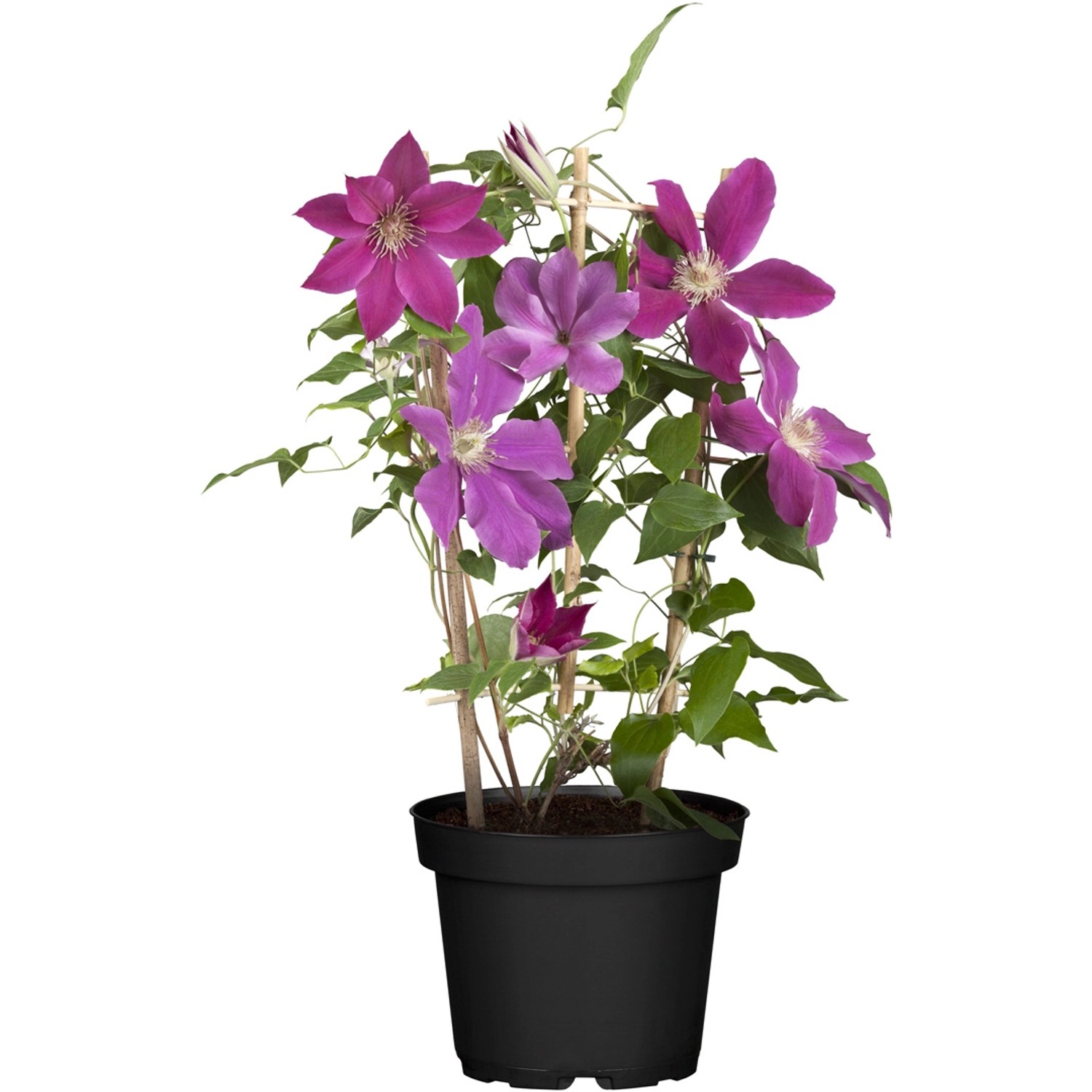 Waldrebe Topf-Ø ca. 17 cm Clematis Hyb. Niobe günstig online kaufen