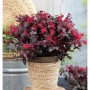 Riemenblüte 'Daybreaks Flame' im Topf: Strauch mit dunkelroten Blättern und Blüten.