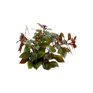 Stoffels Aquariumpflanze Ludwigia palustris 'Super Red' mit roten Blättern für den Aquarien-Mittelgrund.