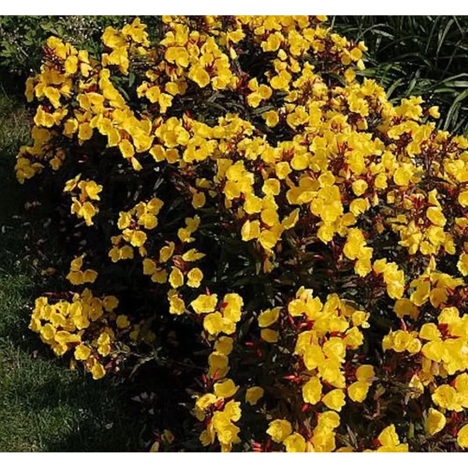 Nachtkerze Sonnenwende - Oenothera fruticosa
