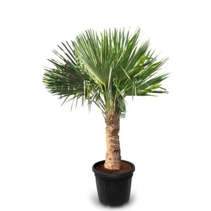 Chinesische Fächerpalme (Trachycarpus fortunei) im Topf, ca. 160cm hoch. Winterharte, exotische Pflanze.